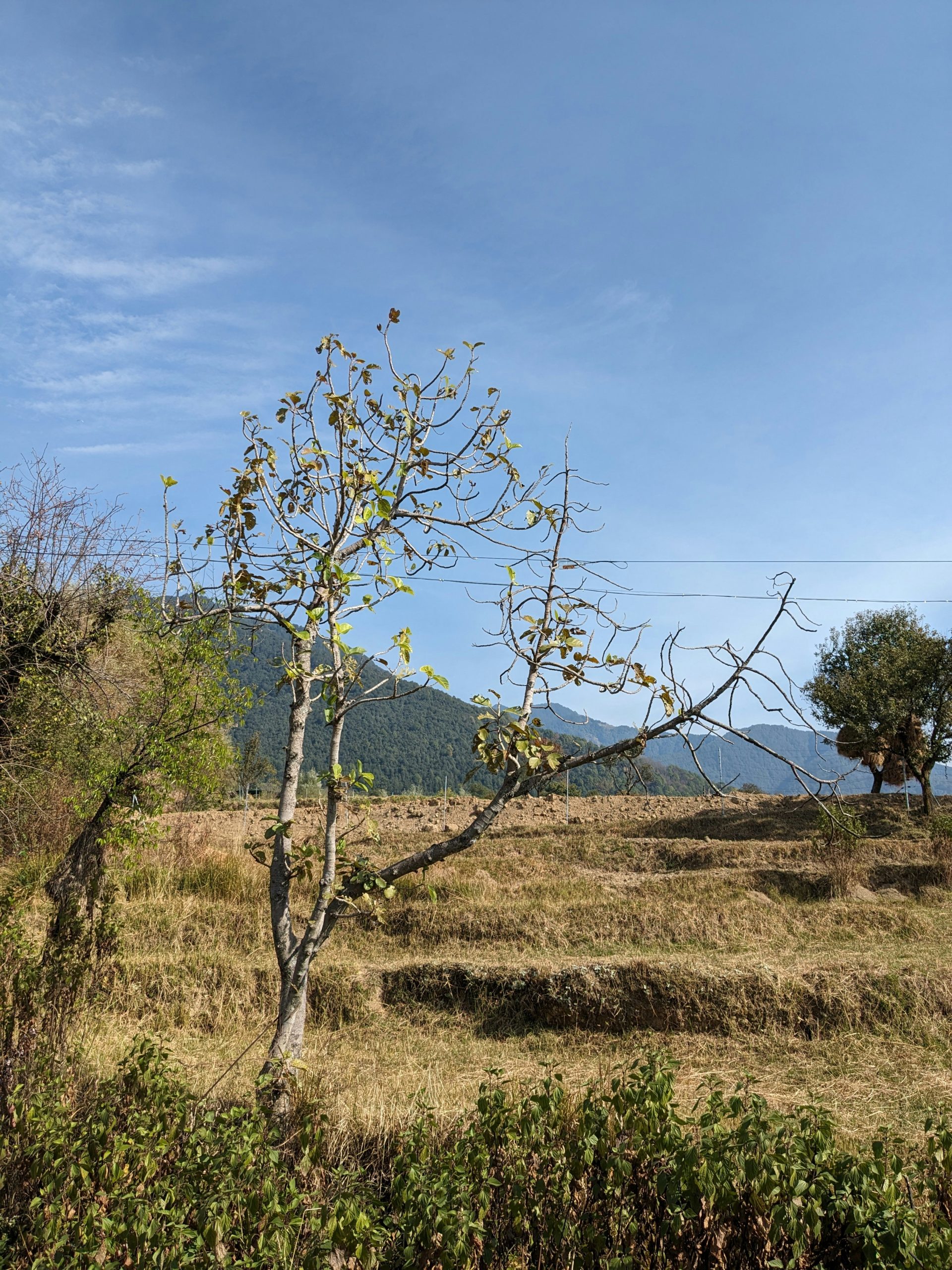 Gosaikunda and Surya Peak Trek via Sundarijal – 8 Days Adventure
