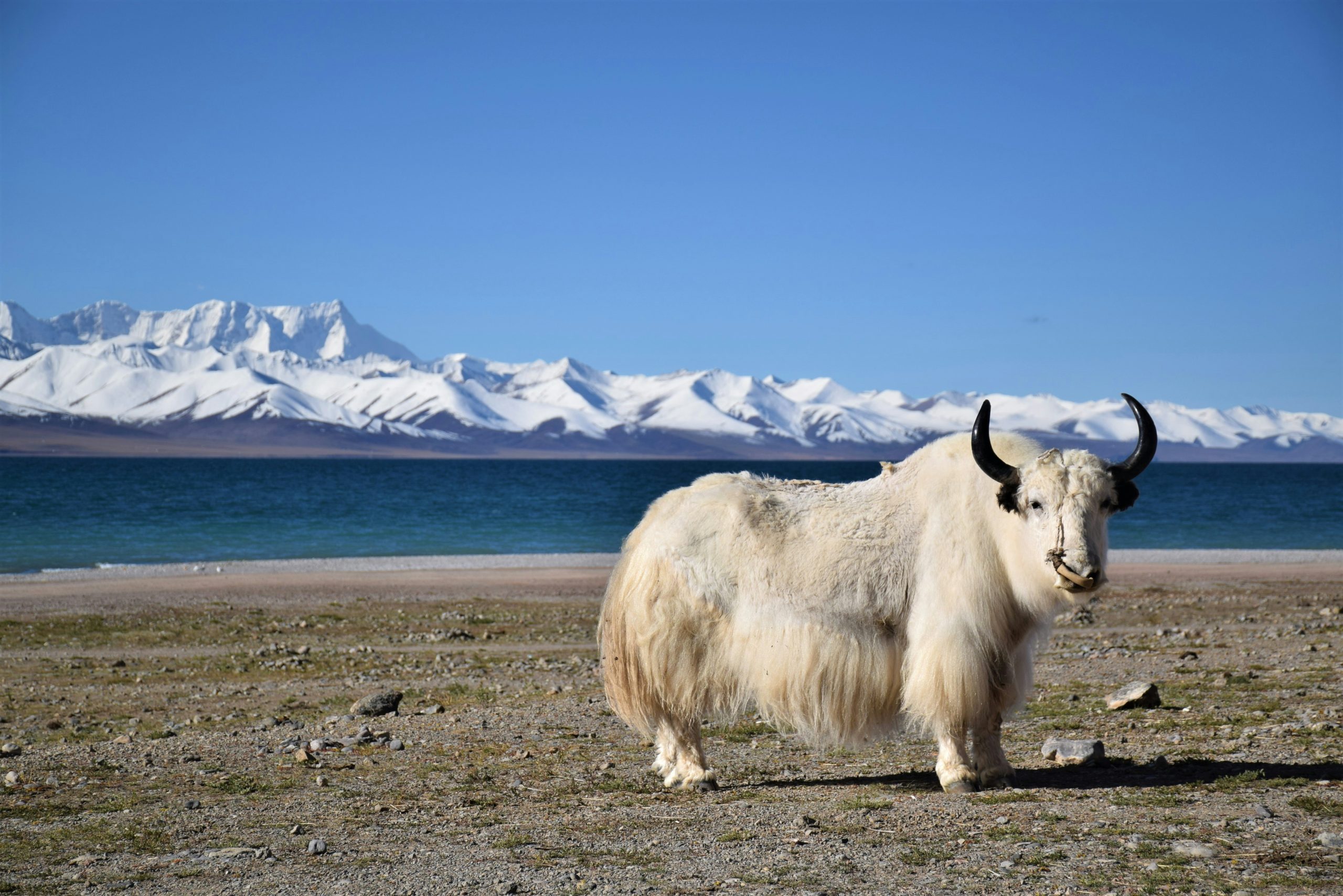 8-Day Tibet Overland Tour from Kathmandu to Lhasa