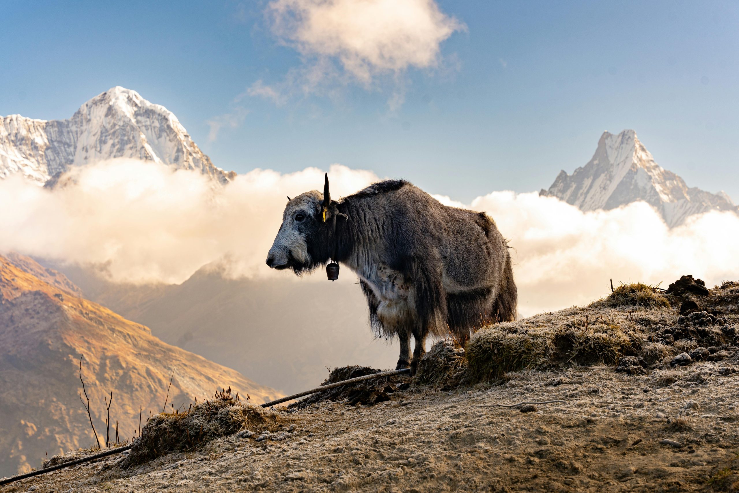 Manaslu Tsum Valley Trek – 23 Days of Sacred Trails and Remote Himalayan Beauty